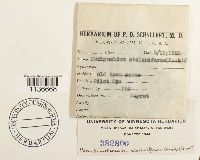 Isothecium myosuroides image