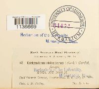 Isothecium myosuroides image