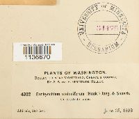 Isothecium myosuroides image