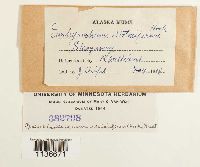 Isothecium myosuroides image