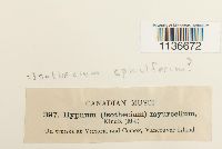 Isothecium myosuroides image