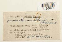 Isothecium myosuroides image