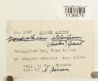 Isothecium myosuroides image