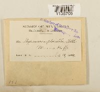 Hypnum revolutum image