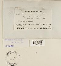 Hypnum vaucheri image