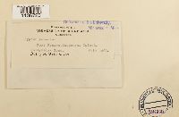 Hypnum vaucheri image