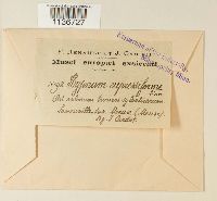 Hypnum cupressiforme image