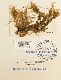 Hypnum cupressiforme image