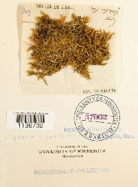 Hypnum cupressiforme image