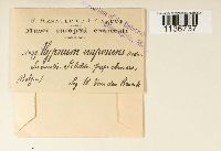 Hypnum cupressiforme image