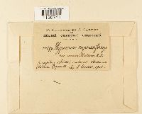 Hypnum cupressiforme image