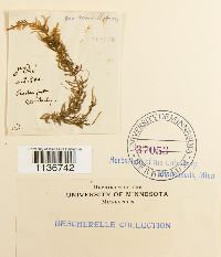 Hypnum cupressiforme image