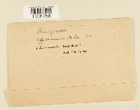 Hylocomiastrum pyrenaicum image