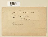 Hylocomiastrum pyrenaicum image