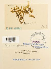 Hypnum pratense image