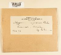 Rhytidium rugosum image