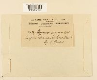 Rhytidium rugosum image