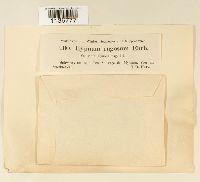 Rhytidium rugosum image