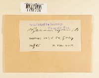 Rhytidium rugosum image