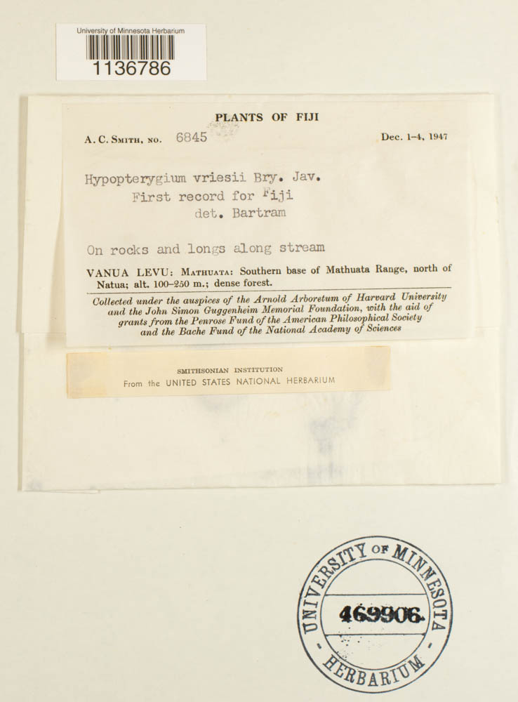 Hypopterygium vriesei image