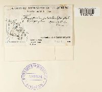 Isopterygiopsis pulchella image