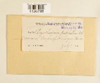 Isopterygiopsis pulchella image