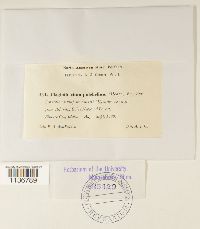 Isopterygiopsis pulchella image