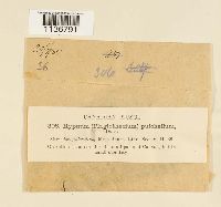 Isopterygiopsis pulchella image