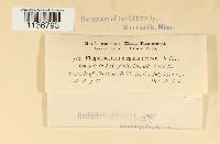 Pseudotaxiphyllum elegans image