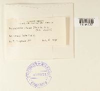 Isopterygium tenerum image