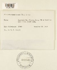 Isopterygium tenerum image