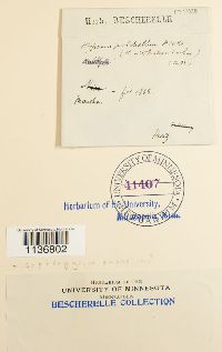 Isopterygiopsis pulchella image