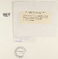 Isothecium myosuroides image