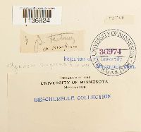 Hypnum cupressiforme image