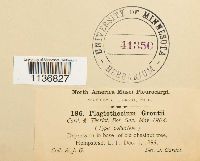 Isopterygium tenerum image