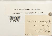 Isothecium myosuroides image