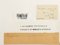 Isothecium myosuroides image