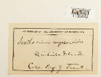 Isothecium myosuroides image