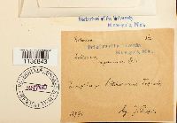 Isothecium myosuroides image