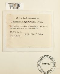 Isothecium myosuroides image