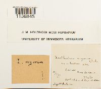 Isothecium alopecuroides image