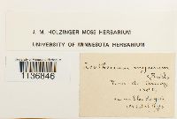 Isothecium alopecuroides image