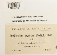 Isothecium alopecuroides image