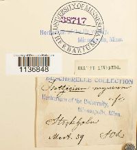 Isothecium alopecuroides image