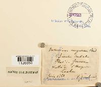 Isothecium alopecuroides image