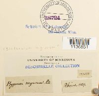 Isothecium alopecuroides image