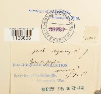 Isothecium alopecuroides image