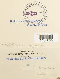 Isothecium alopecuroides image