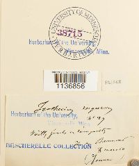 Isothecium alopecuroides image