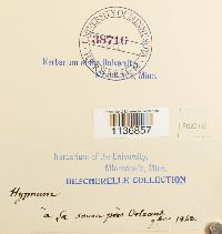 Isothecium alopecuroides image